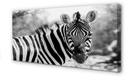 Obraz na płótnie Retro zebra