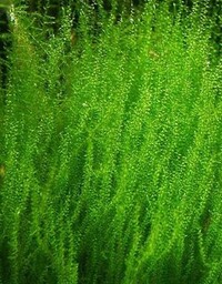 Mech Stringy Moss Porcja 30 gałązek In Vitro