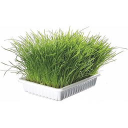 Trixie Tx-4235 Trawa dla Kotów, 100 g