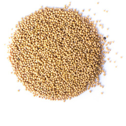 Gorczyca biała ziarno 100g Data Do: 2026-06-30