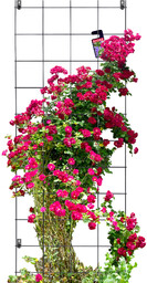 Pergola metalowa na kwiaty 170 x 65 cm