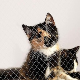 lionto Siatka ochronna na balkon dla kota 3x8