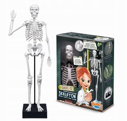 Buki Zestaw Naukowy Szkielet Człowieka Anatomia