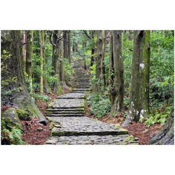 Obraz Japońska ścieżka przez las