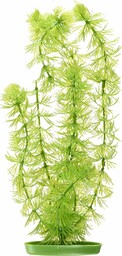 Marina Dekoracja do akwarium Hornwort 30 cm