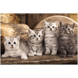 Obraz koty brytyjskie kocięta kotki