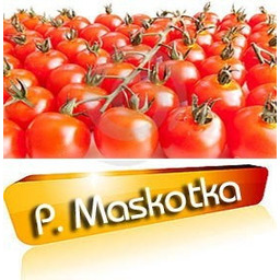 Pomidor gruntowy karłowy wiotkołodygowy Maskotka - owoce okrągłe,