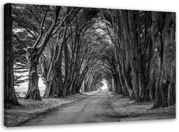 Obraz na płótnie, Leśna aleja drzew czarno biały