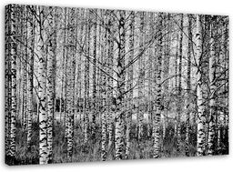 Obraz na płótnie, Las brzozowy czarno biały 90x60