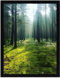 Obraz Green Forest 30x40cm, 30 x 40 cm