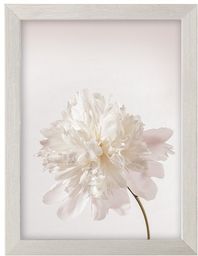 Obraz Peony III 18x24cm silver, 18 x 24