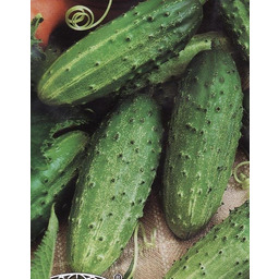 Ogórek gruntowy konserwowy Polan F1 - śr. wczesna