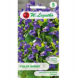 Fiołek wonny - fioletowy