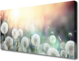 Obraz Canvas Dmuchawce Kwiaty Natura