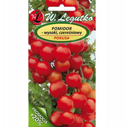 Pomidor gruntowy wysoki Pokusa - owoce typu"cherry", wczesna