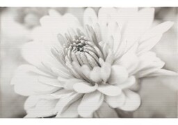 Płytka ścienna inserto GARDA white flower glossy 25x40