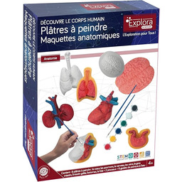 EXPLORA - Gipsowe Organy do Malowania - Anatomia