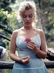 RARE zdjęcie Marilyn Monroe z kwiatem 12 x