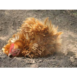 Diatomit, ziemia okrzemkowa prażona, na owady, pył granulat