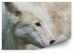 Dorosły biały wilk brązowe oczy trawa Fototapeta Dorosły