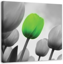 Obraz na płótnie, Zielony tulipan 30x30