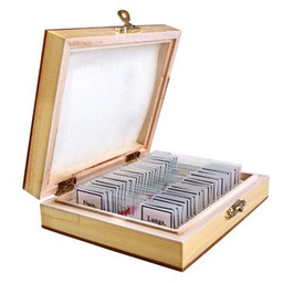 Preparaty biologiczne do mikroskopu - ANATOMIA CZŁOWIEKA (OPT-38-000657)