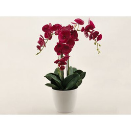 Storczyk w doniczce gumowany bordowy