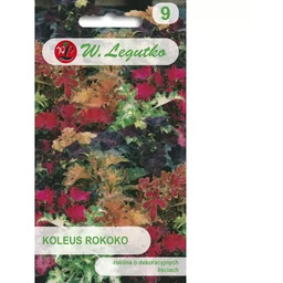 Koleus Rokoko mieszanka