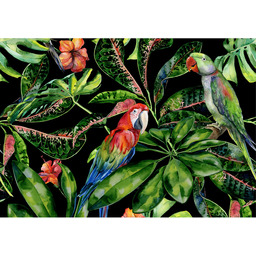 Obraz na płótnie Tropical Birds, 70 x 50