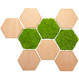 Panele Ścienne Drewniane Mech Chrobotek Jasny