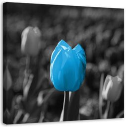 Obraz na płótnie, Niebieski tulipan kwiat natura 30x30