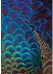 Obraz na płótnie Multicolor Feathers, 50 x 70