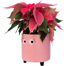 Fisura - Sadzarka o oryginalnym kształcie i nadruku.