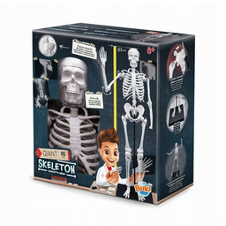 Szkielet człowieka 85 cm Buki