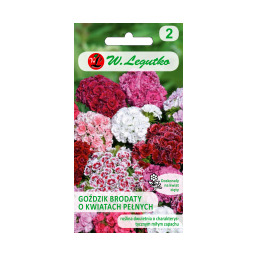 Goździk brodaty o kwiatach pełnych mieszanka