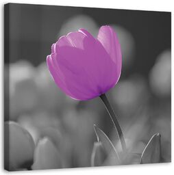 Obraz na płótnie, Fioletowy tulipan 30x30