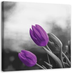 Obraz, Fioletowe tulipany kwiaty natura 30x30