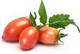 Veritable wkład nasienny Lingot - pomidor koktajl.