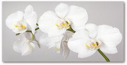 Foto obraz szkło hartowane Orchidea