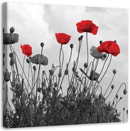Obraz na płótnie, Czerwone kwiaty maku 30x30