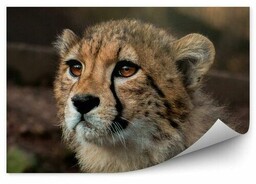 Młody gepard Okleina ścienna Młody gepard 250x250cm Fizelina