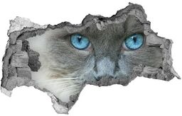 Dziura 3d fototapeta na ścianę Kot niebieskie oczy