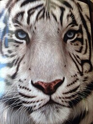 Northwest Biała twarz tygrys pluszowy koc raszlowy, poliester,
