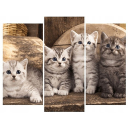 Obraz koty brytyjskie kocięta kotki