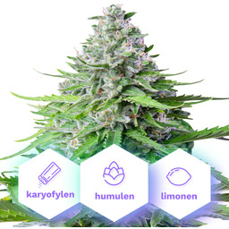 Auto Girl Scout Cookies - nasiona automatycznie kwitnące