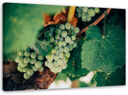 Obraz na płótnie, Zielone Winogrona 100x70