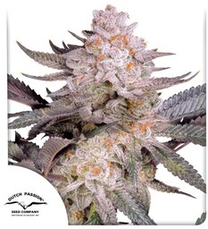 Orange Bud 2.0 - nasiona feminizowane, 3 sztuki,