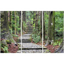 Obraz Japońska ścieżka przez las