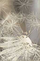 Dywan wełniany Agnella Tempo Pratum ciemny beż (binding)