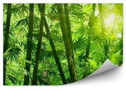 Azjatycki las bambusowy zbliżenie liście Fototapeta na ścianę
